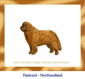 Newfoundland Dog Flashcard – no breed name